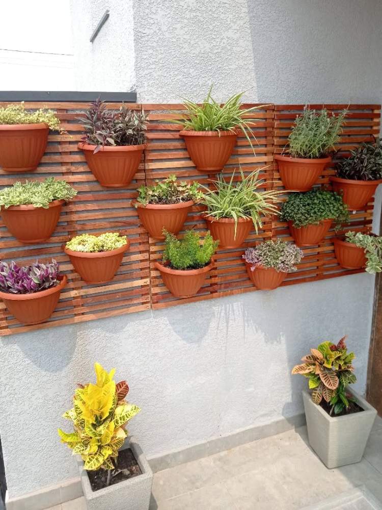 Escolha de Plantas Ideais: Da Sombra ao Sol Pleno - inspiração 2