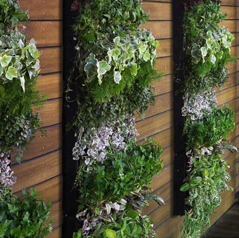 Cuidados com Pragas e Doenças - inspiração 2