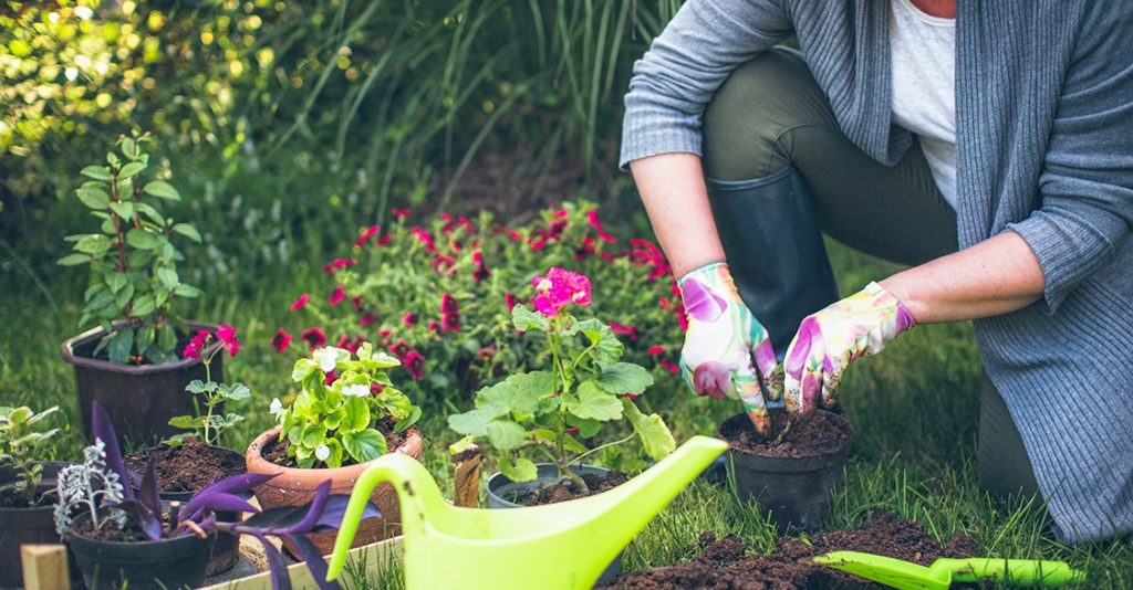 6. Cuidando das Folhas e Flores: Observando o Crescimento - inspiração 1