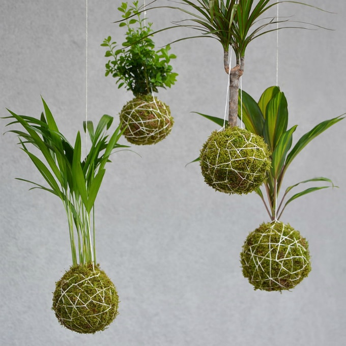 Solucionando Problemas Comuns no Seu Kokedama - inspiração 1