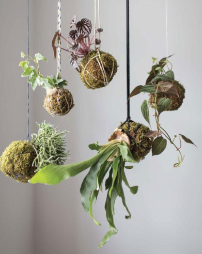 Escolhendo as Plantas Ideais para seu Kokedama - inspiração 2
