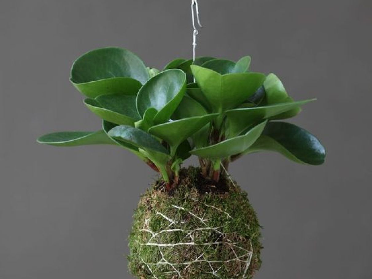 A Receita da Massa Ideal para Seu Kokedama - inspiração 2