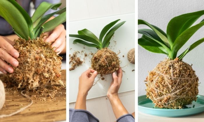 Preparando o Substrato: O Coração do Kokedama - inspiração 1