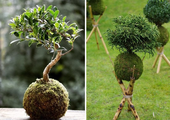 Cuidados Essenciais: Rega e Iluminação - inspiração 2