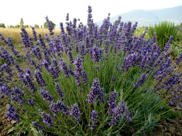 Preparando seu Próprio Óleo Essencial de Lavanda em Casa - inspiração 1
