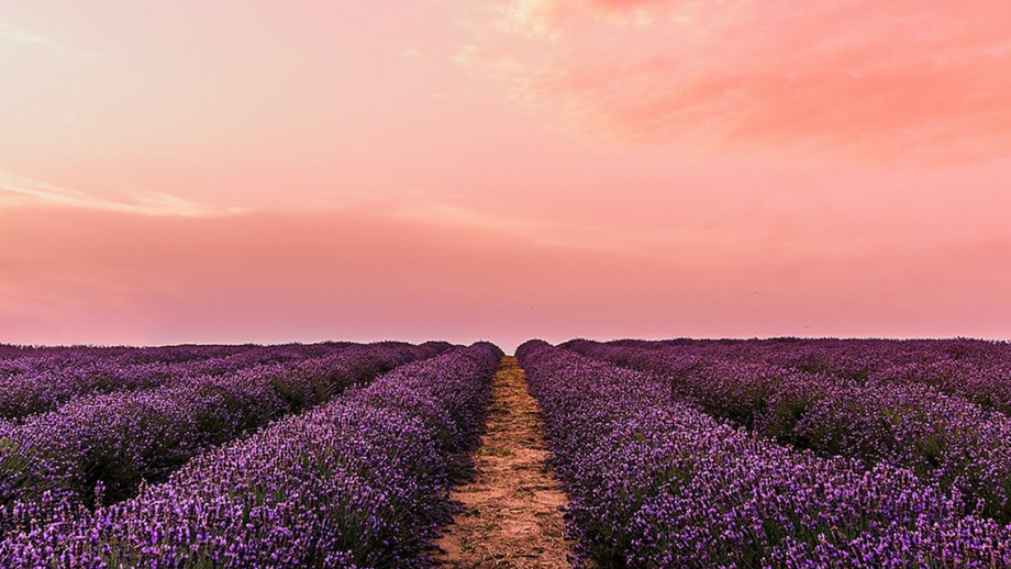 Preparando seu Próprio Óleo Essencial de Lavanda em Casa - inspiração 2