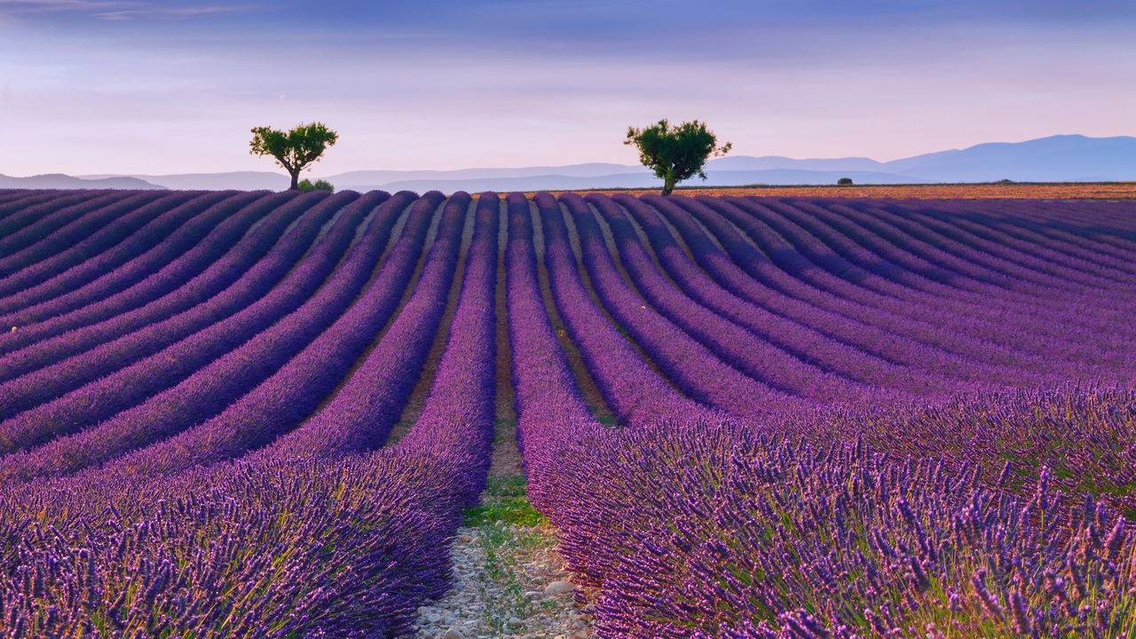 Cabelos Fortes e Brilhantes: A Lavanda como Aliada Natural - inspiração 2