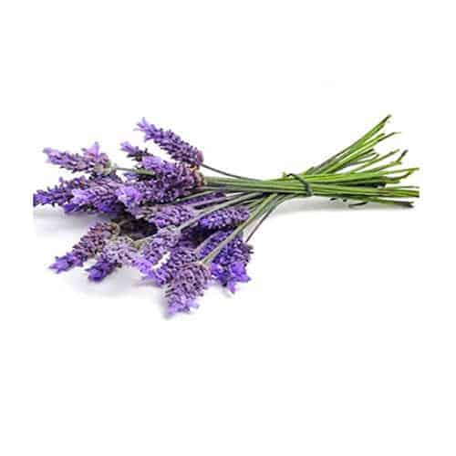 O Aroma Relaxante da Lavanda: Benefícios para o Corpo e a Mente - inspiração 1