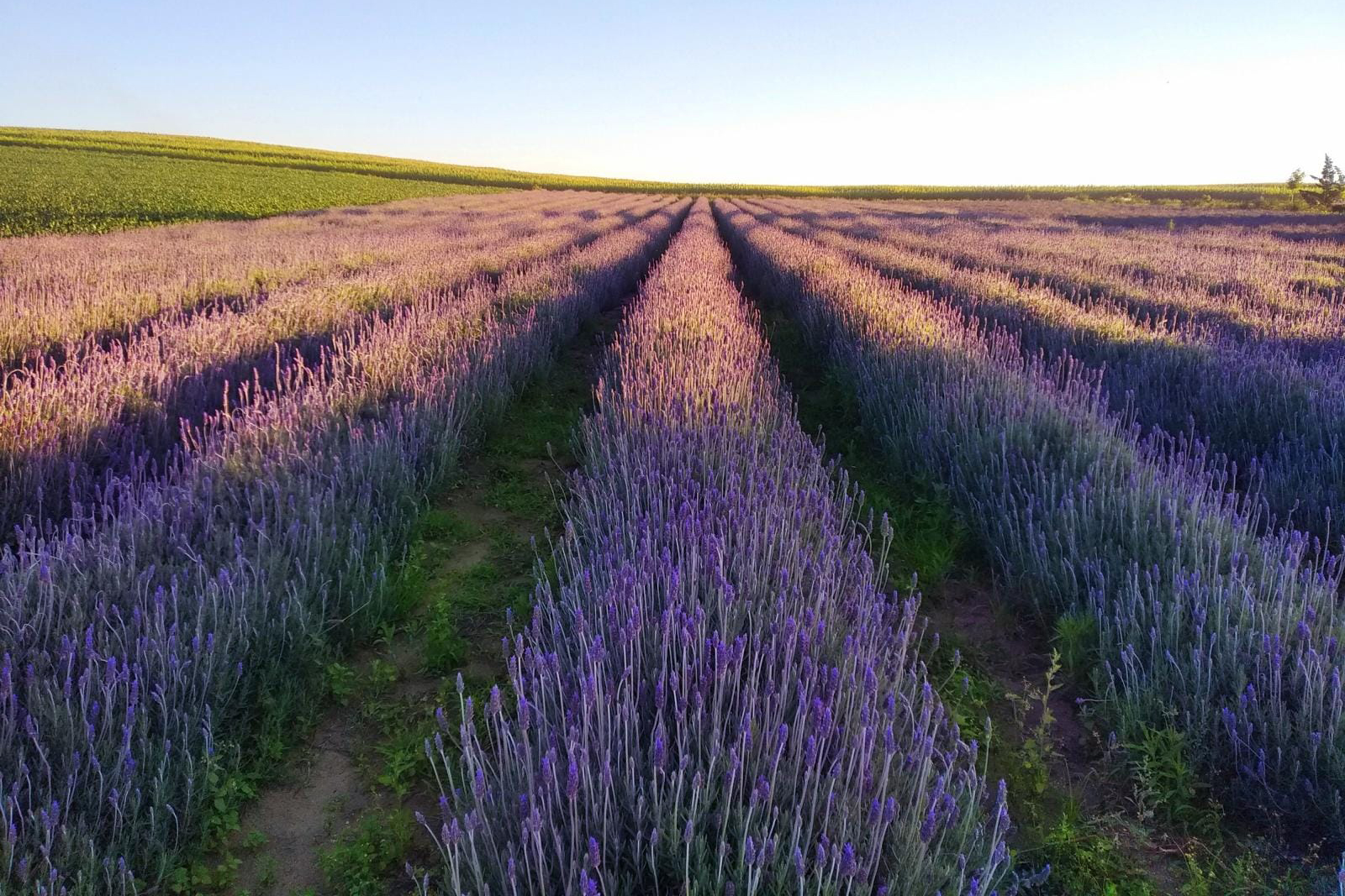O Aroma Relaxante da Lavanda: Benefícios para o Corpo e a Mente - inspiração 2
