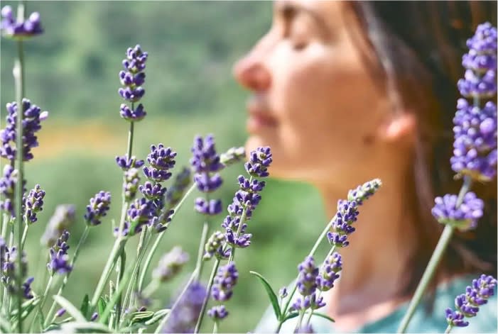 Dormir Melhor: O Papel da Lavanda no Relaxamento Noturno - inspiração 2