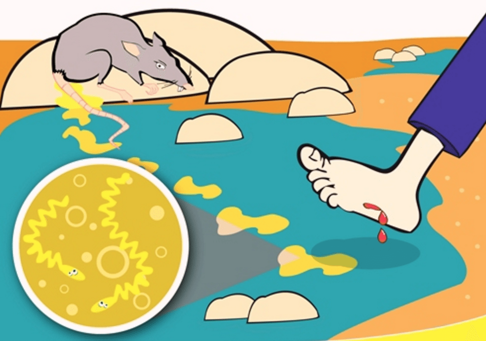 Cuidado com a Hidratação: A Importância da Água Pura - inspiração 1