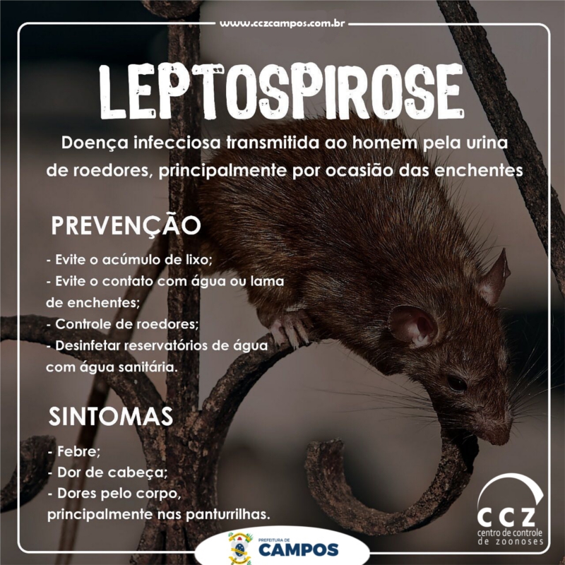 Grãos Integrais: A Base de uma Alimentação Equilibrada - inspiração 1