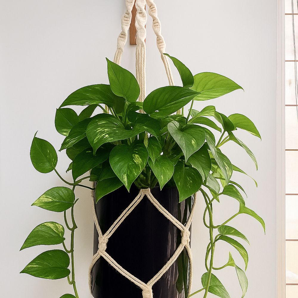 Macramê para Pendurar Plantas na Varanda: Soluções Criativas - inspiração 2