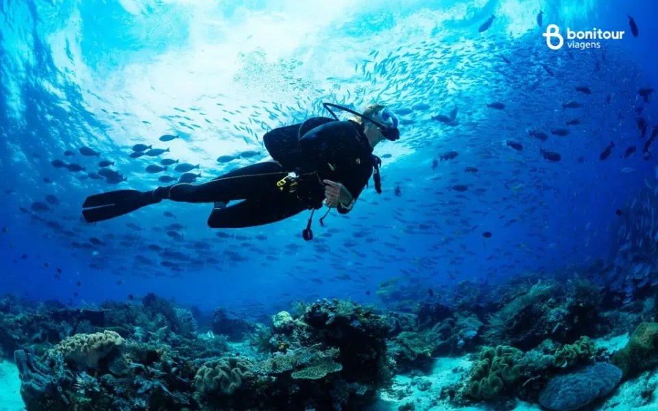 Laje de Santos: A Reserva Marinha Ideal para Experientes - inspiração 1