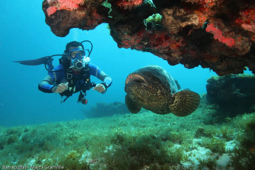 Maragogi: As Piscinas Naturais que Encantam - inspiração 1