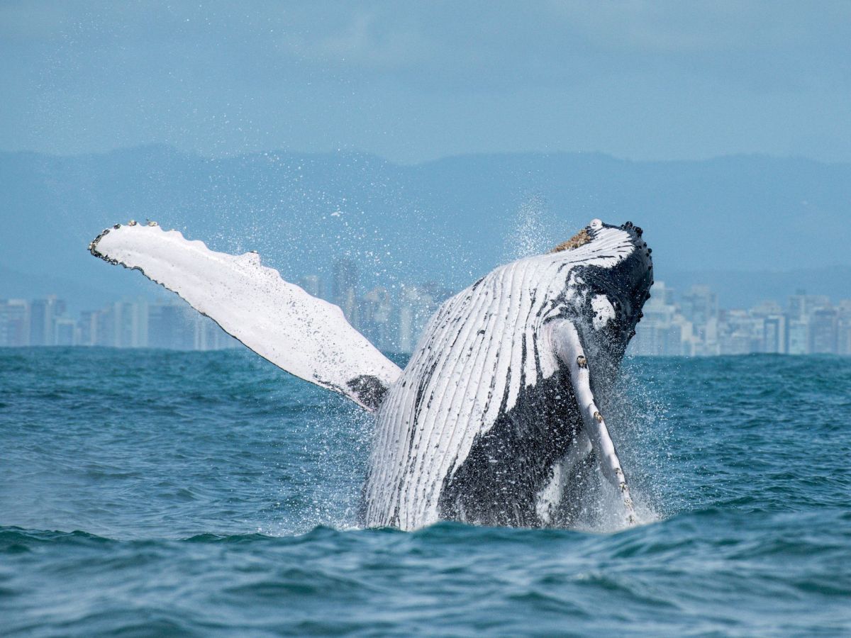 Ilha Grande (RJ): O Refúgio das Jubarte na Costa Verde - inspiração 1