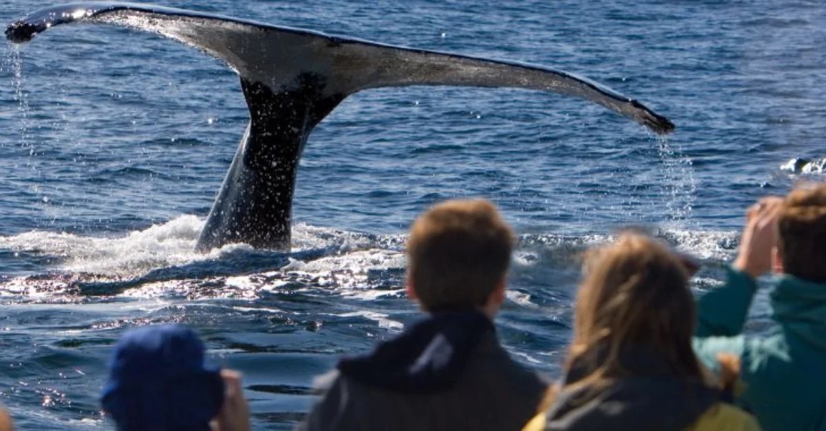 Ilha Grande (RJ): O Refúgio das Jubarte na Costa Verde - inspiração 2