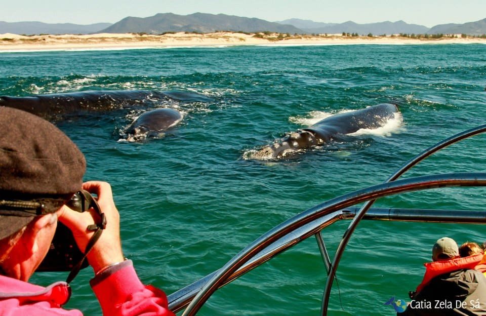 São Sebastião (SP): A Beleza das Baleias na Costa Sul Paulista - inspiração 1