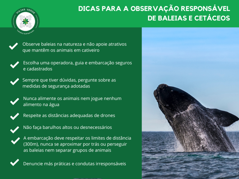 Praia do Forte (BA): O Berço das Baleias na Linha Verde - inspiração 1