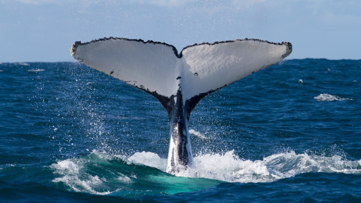 Praia do Forte (BA): O Berço das Baleias na Linha Verde - inspiração 2