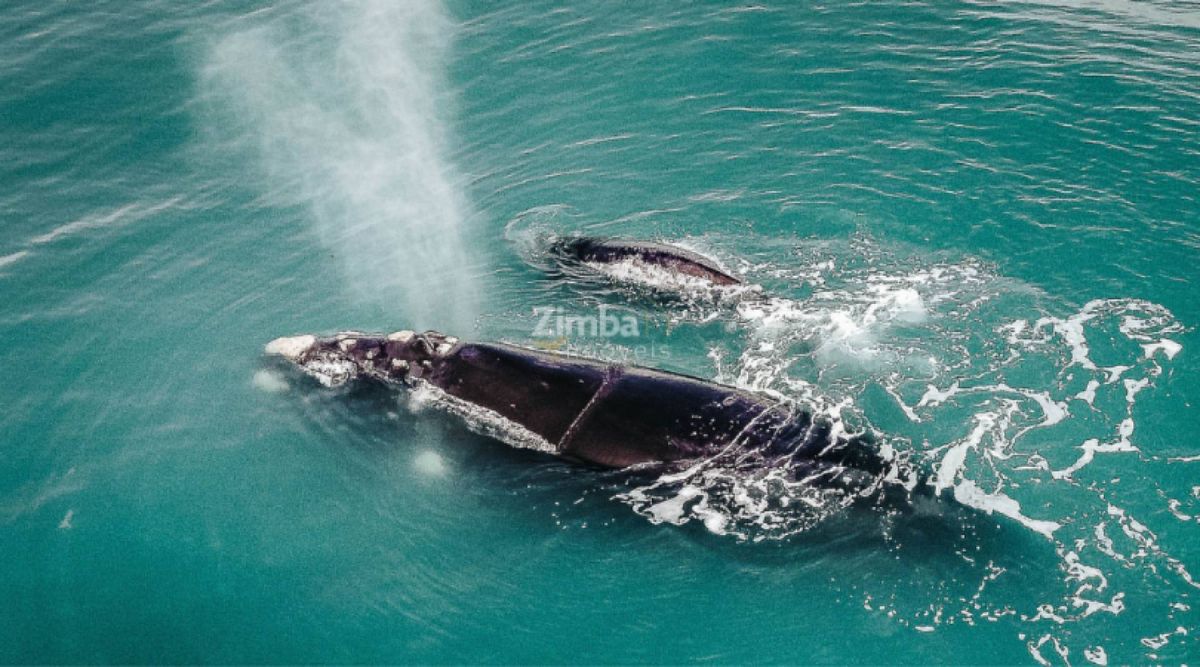 Abrolhos (BA): O Santuário Marinho das Baleias Jubarte - inspiração 2