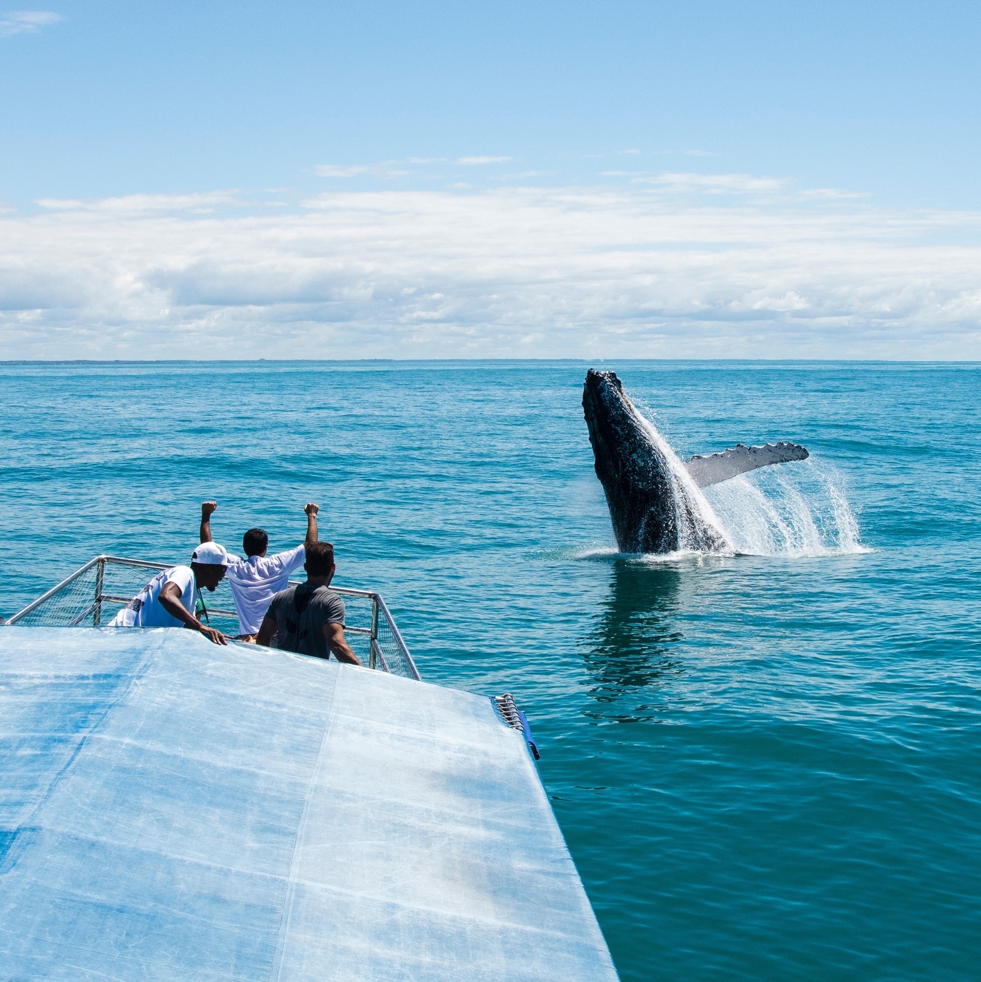 Cananéia (SP): O Encontro das Baleias na Costa da Mata Atlântica - inspiração 1