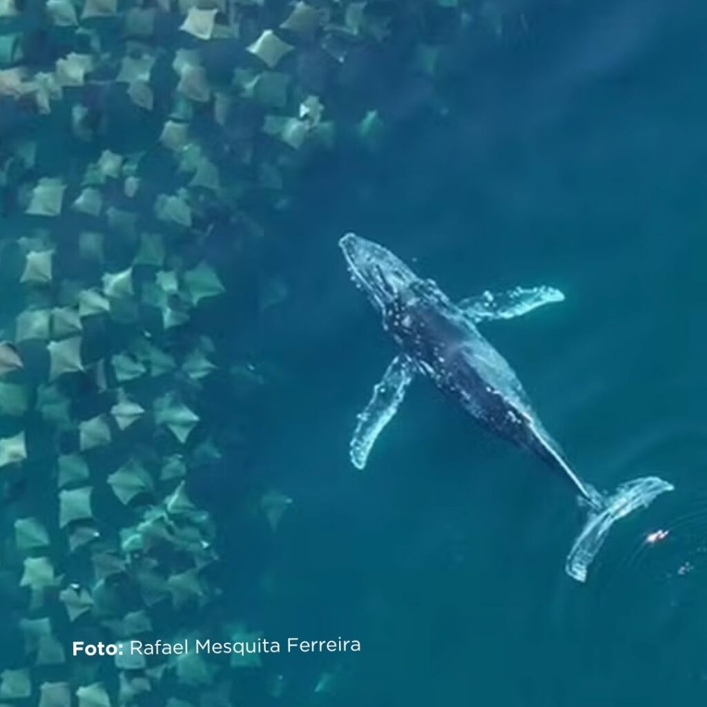 Garopaba (SC): O Palco das Baleias Jubarte no Litoral Catarinense - inspiração 1