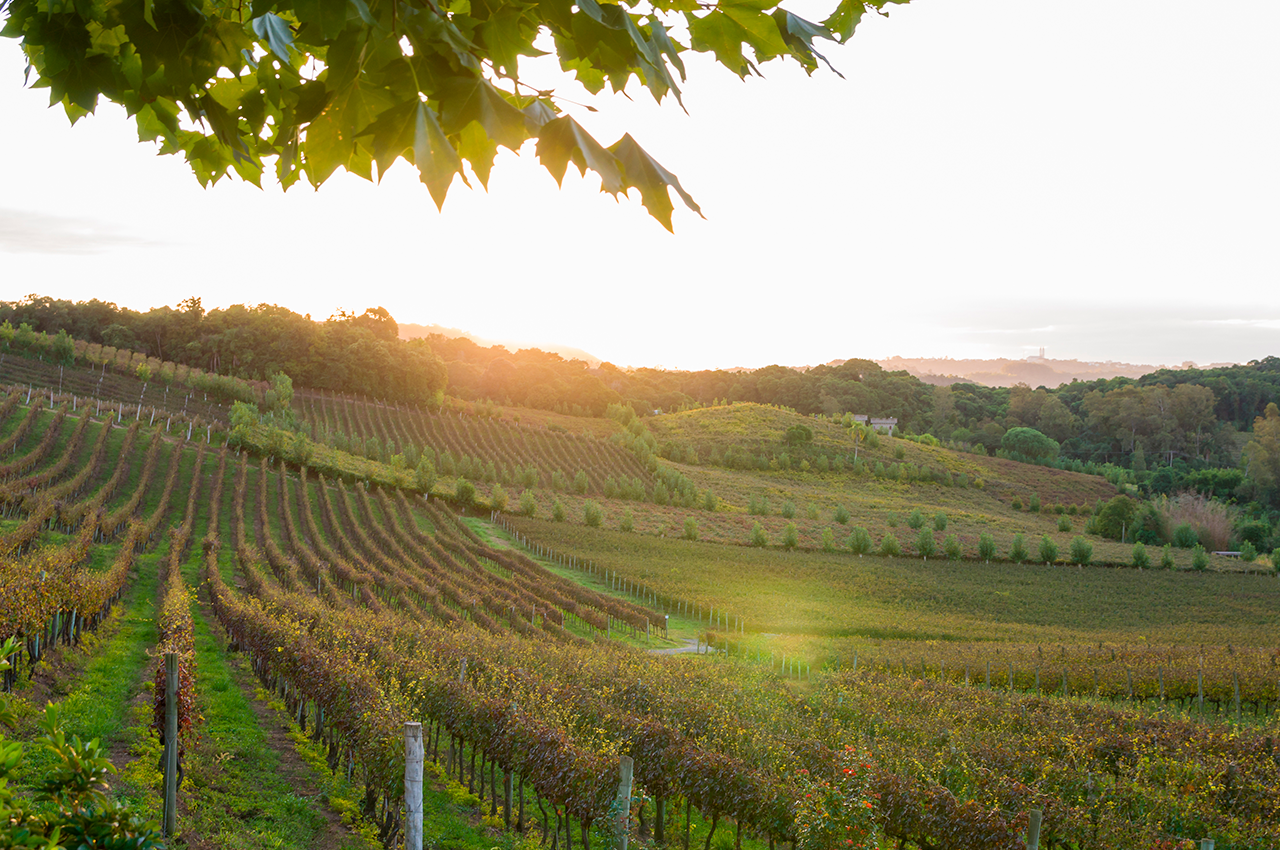 Experiências Exclusivas: Além da Degustação Tradicional - inspiração 2