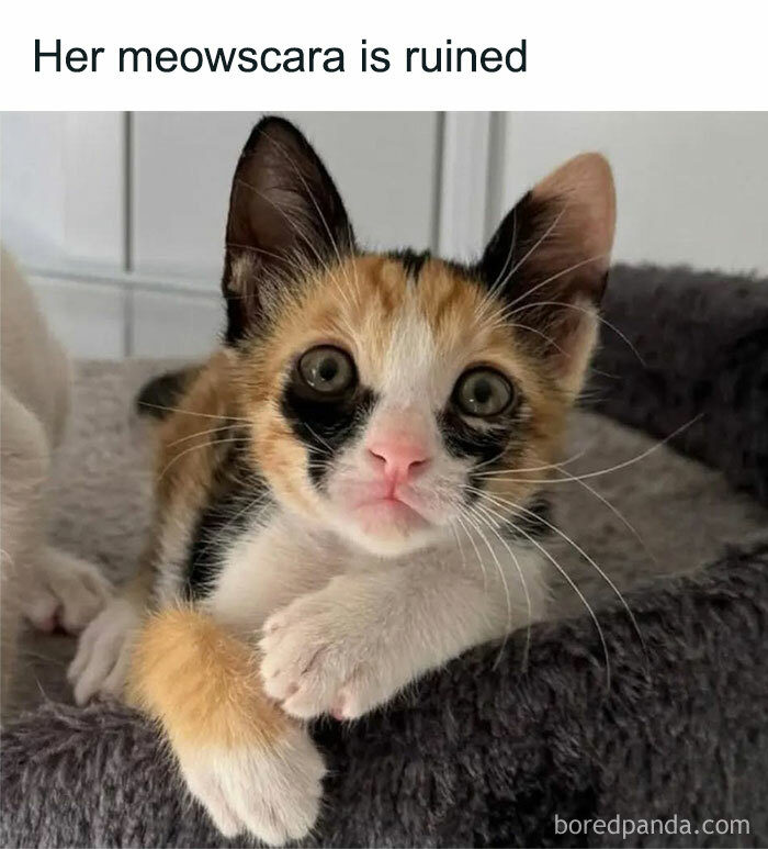 A Rapidez com Que um Meme Se Torna Clássico (ou Esquececido) - inspiração 2