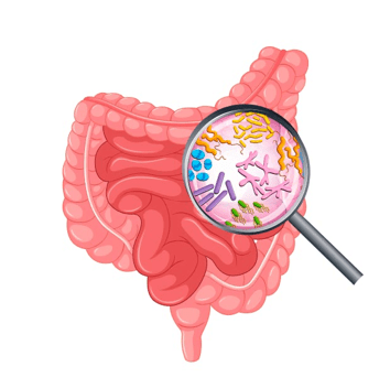 Probióticos e Prebióticos: Entendendo a Dupla Dinâmica - inspiração 1