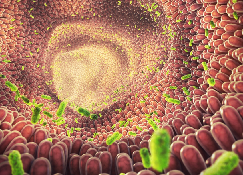 O Impacto do Estresse e do Sono na Sua Microbiota - inspiração 1