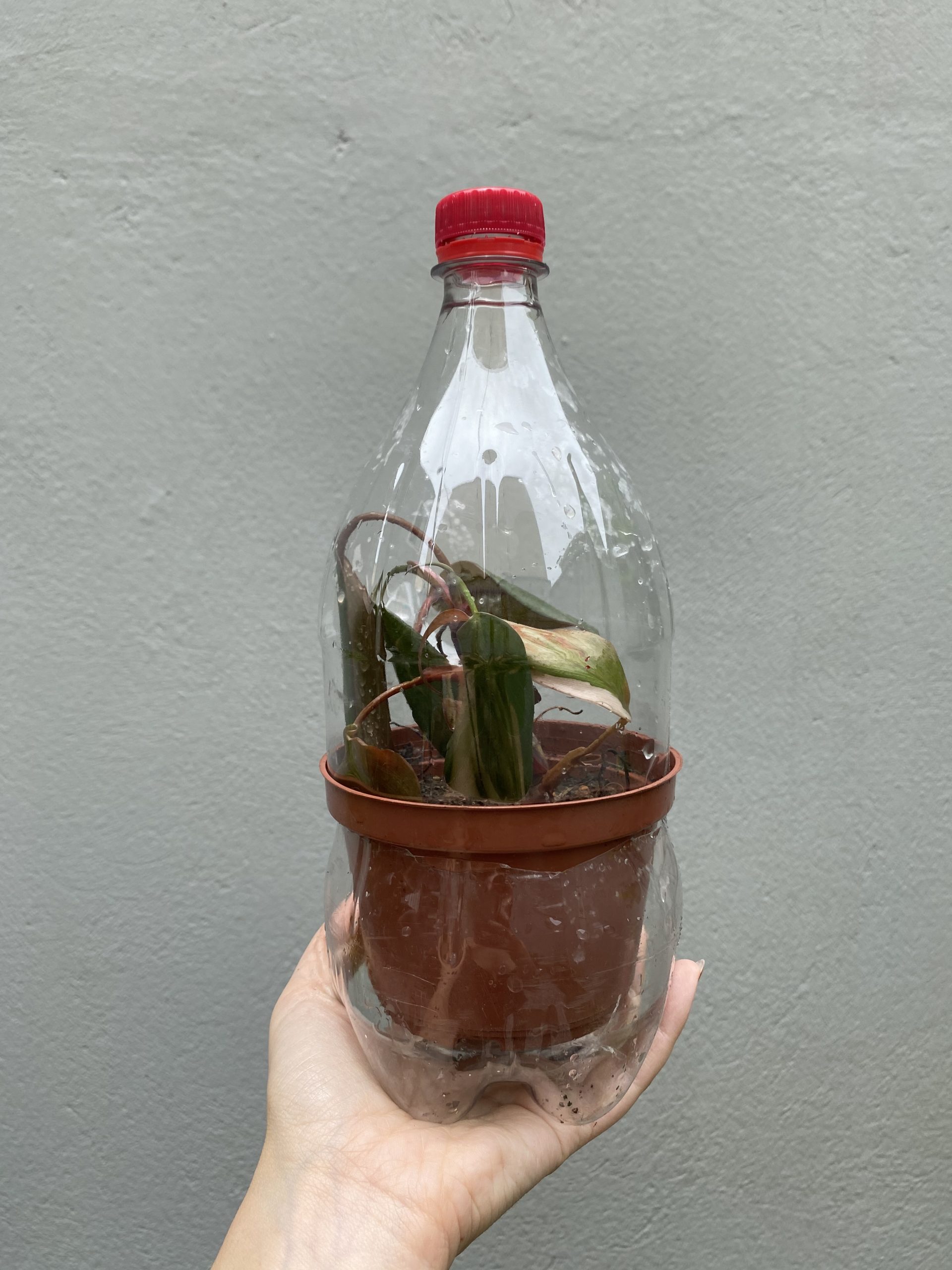 Materiais Simples para Montar Sua Estufa Caseira - inspiração 2