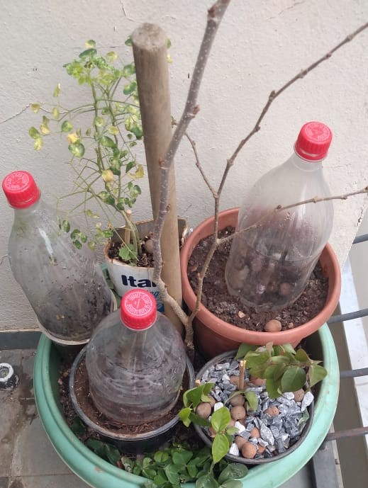 Passo a Passo Detalhado: Montagem Fácil da Mini Estufa - inspiração 2