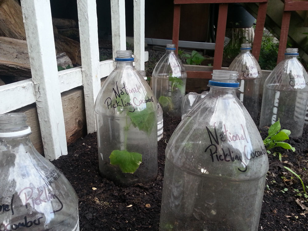 Escolhendo as Garrafas PET Certas para o Projeto - inspiração 1