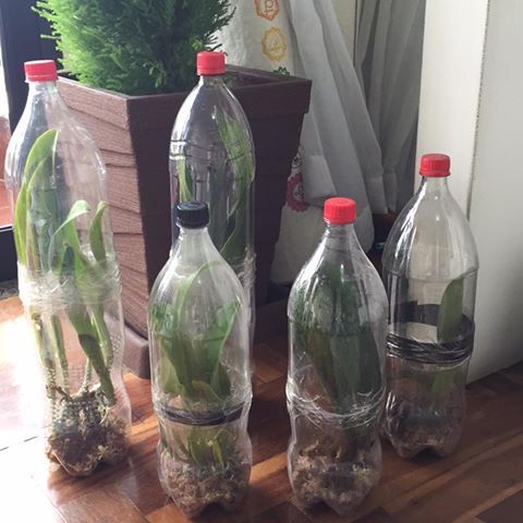 Escolhendo as Garrafas PET Certas para o Projeto - inspiração 2