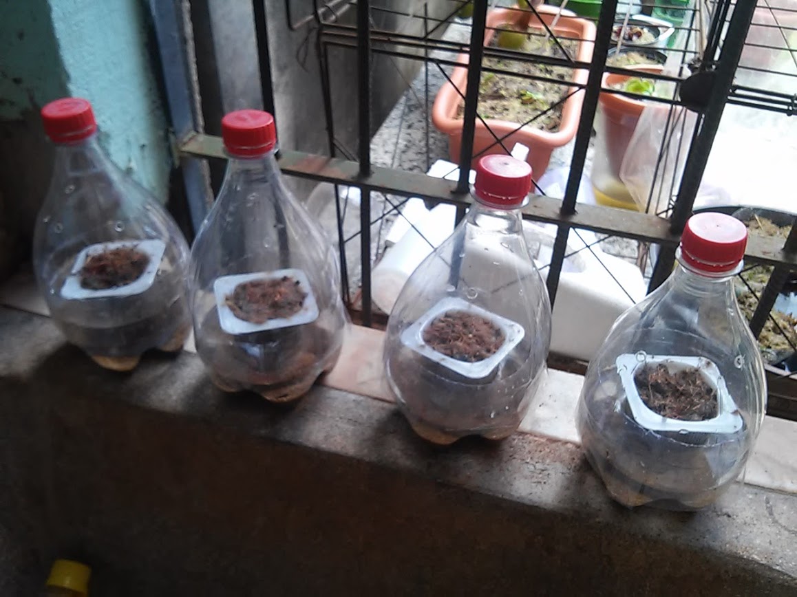 O Que Plantar na Sua Mini Estufa de Garrafa PET? - inspiração 2