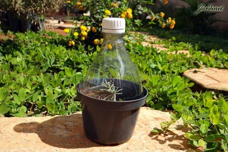 Cuidados Essenciais para Suas Plantas na Mini Estufa - inspiração 1