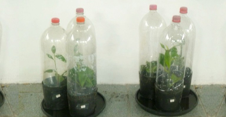 Cuidados Essenciais para Suas Plantas na Mini Estufa - inspiração 2