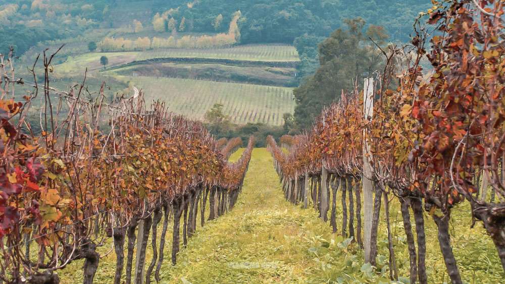 Gastronomia Local: Sabores que Contam Histórias - inspiração 2