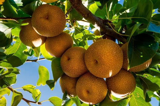 Nutrientes Essenciais da Pera Asiática: Mais que sabor, é saúde! - inspiração 1