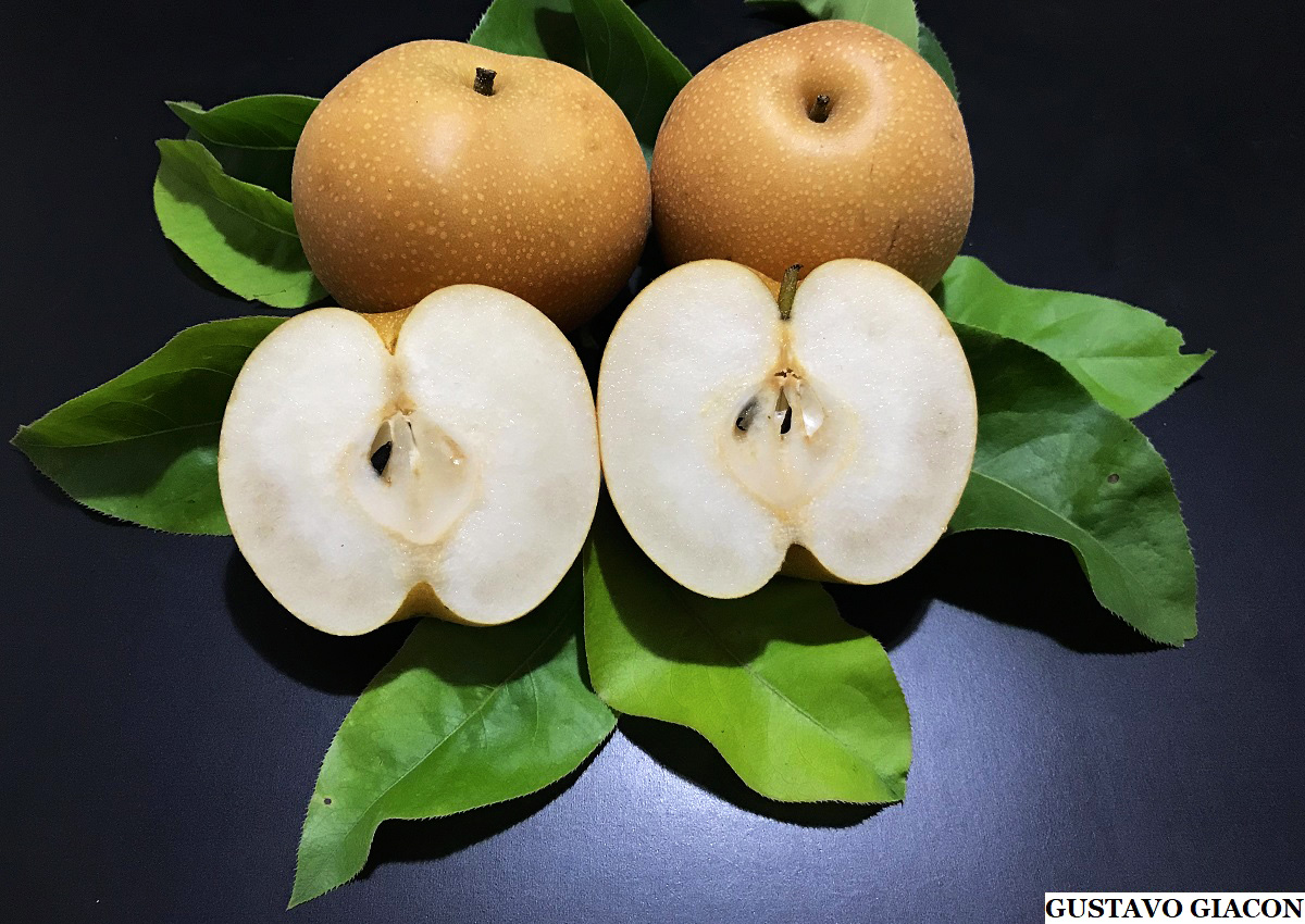 Receitas Deliciosas com Pera Asiática: Do Doce ao Salgado - inspiração 2