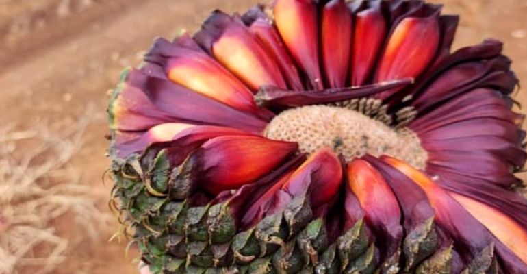 Escolhendo pinhões frescos e de qualidade - inspiração 2