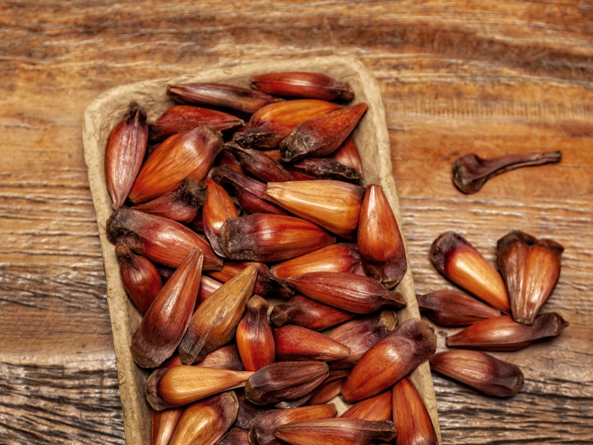 O preparo descomplicado: cozinhando pinhões para o dia a dia - inspiração 1