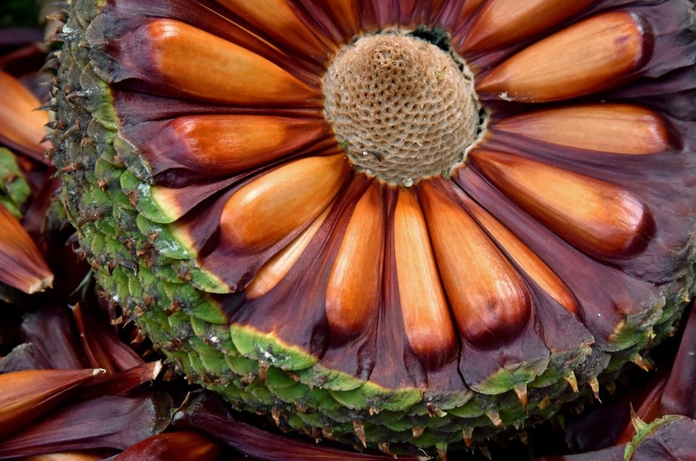 O preparo descomplicado: cozinhando pinhões para o dia a dia - inspiração 2
