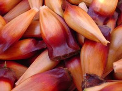 Segurança em primeiro lugar: como manusear pinhões crus - inspiração 2