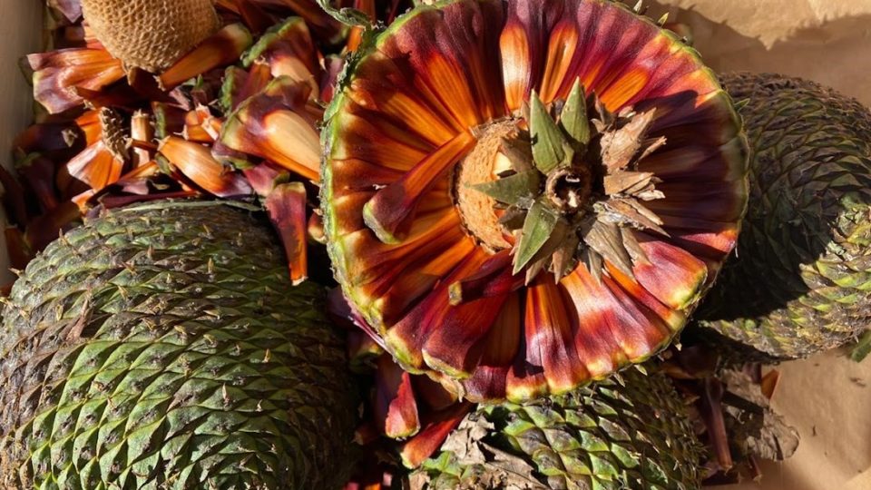 Pinhão e suas combinações perfeitas: temperos e ingredientes - inspiração 2