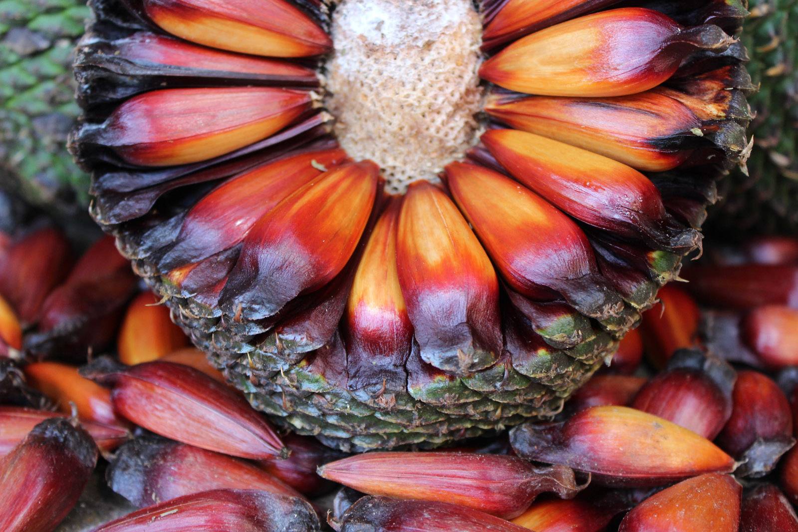 Dicas para quem tem pinhão sobrando: conservação e reaproveitamento - inspiração 1