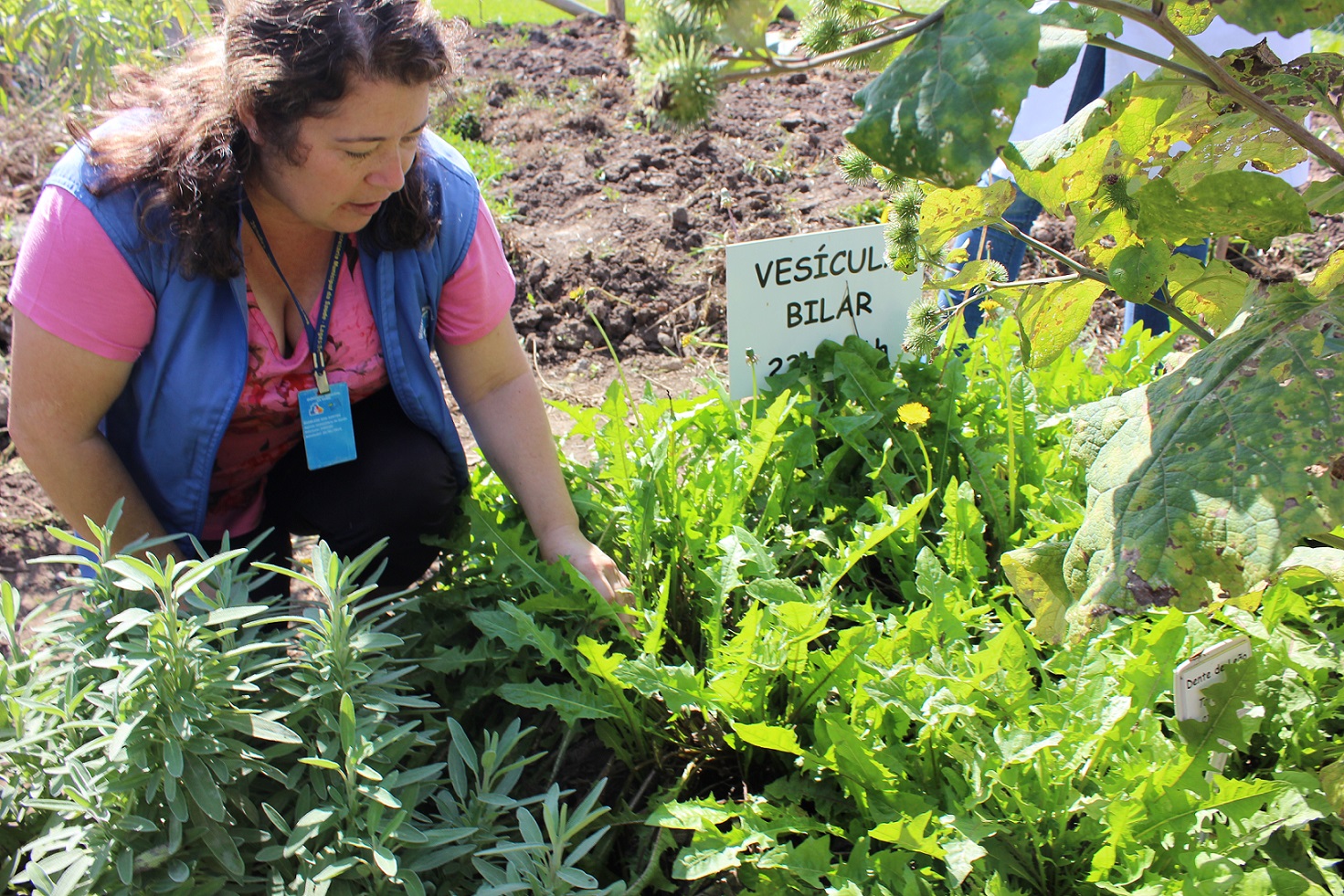 Calêndula: Cicatrização e Alívio para a Pele em uma Flor Vibrante - inspiração 2