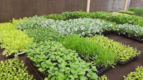 Camomila: A Calmaria em Flor para Noites Tranquilas e Pele Suave - inspiração 2