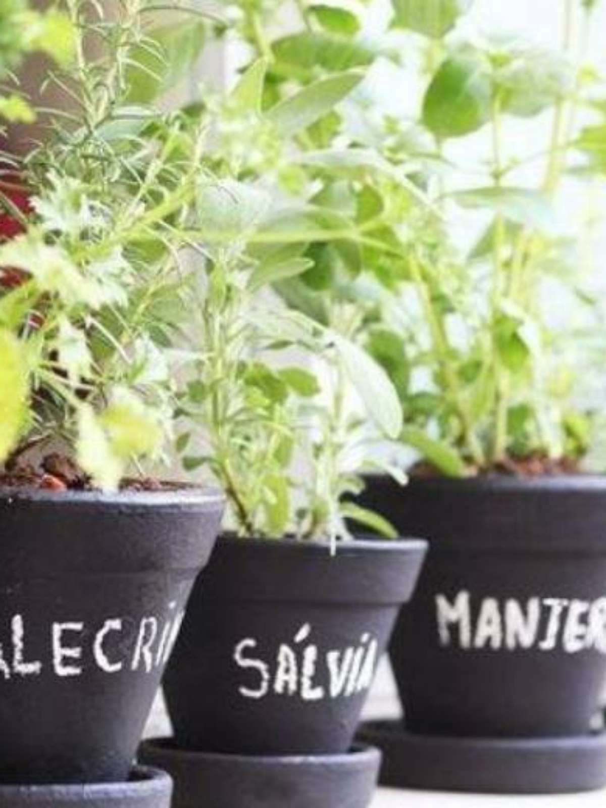 Boldo: Seu Detox Natural para o Fígado e Digestão Pesada - inspiração 2